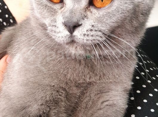 10 Aylık British Shorthair görsel
