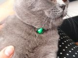 10 Aylık British Shorthair