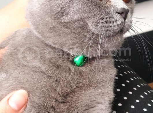 10 Aylık British Shorthair görsel