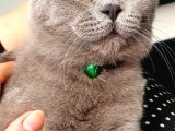 10 Aylık British Shorthair