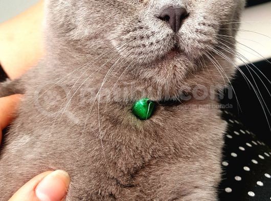 10 Aylık British Shorthair