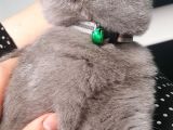 10 Aylık British Shorthair