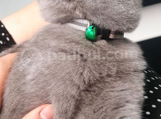10 Aylık British Shorthair görsel