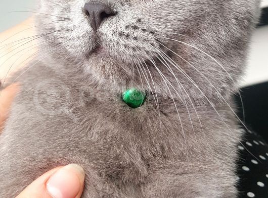 10 Aylık British Shorthair görsel