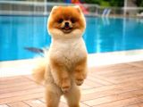 Ayı Surat Pomeranian Boo Yavrularımız
