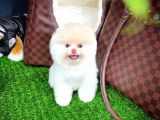 Ayı Surat Pomeranian Boo Yavrularımız