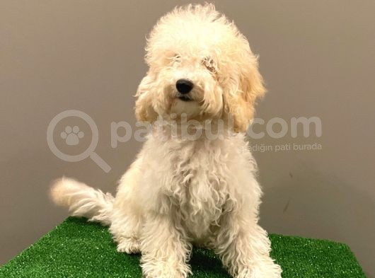 7 Aylık Dişi Apricot Poodle Yavrumuz görsel