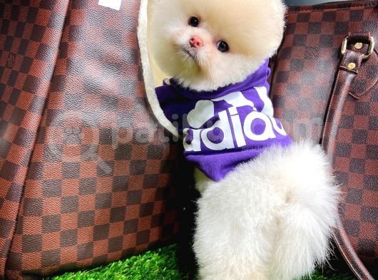 Ayı Surat Pomeranian Boo Yavrularımız