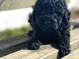 Bebek Surat Toy Poodle Yavrular