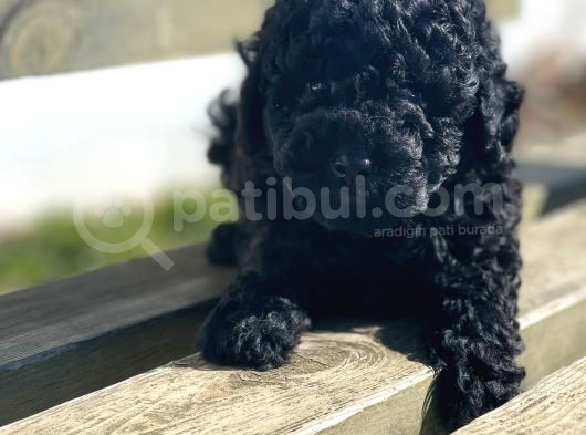 Bebek Surat Toy Poodle Yavrular görsel