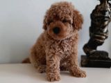 Çok Özel Renkli Dişi Red Toy Poodle Yavrumuz