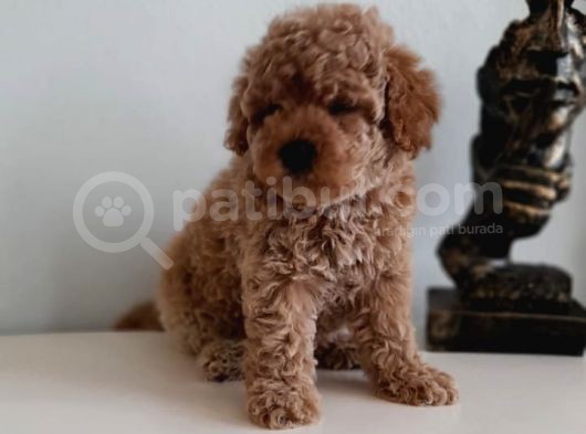 Çok Özel Renkli Dişi Red Toy Poodle Yavrumuz görsel