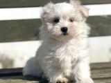 Show Kali̇te Maltese Bebekler