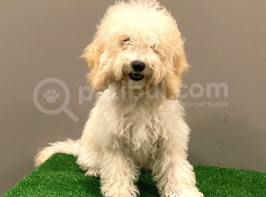 7 Aylık Dişi Apricot Poodle Yavrumuz görsel