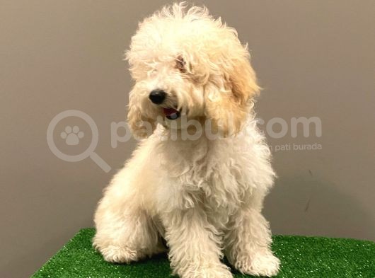 7 Aylık Dişi Apricot Poodle Yavrumuz görsel