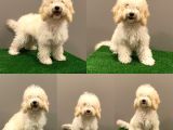 7 Aylık Dişi Apricot Poodle Yavrumuz