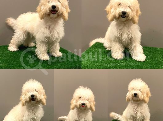 7 Aylık Dişi Apricot Poodle Yavrumuz