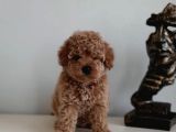 Çok Özel Renkli Dişi Red Toy Poodle Yavrumuz