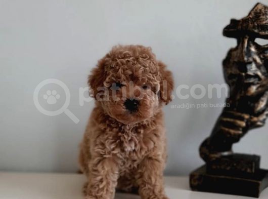 Çok Özel Renkli Dişi Red Toy Poodle Yavrumuz görsel