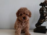 Çok Özel Renkli Dişi Red Toy Poodle Yavrumuz