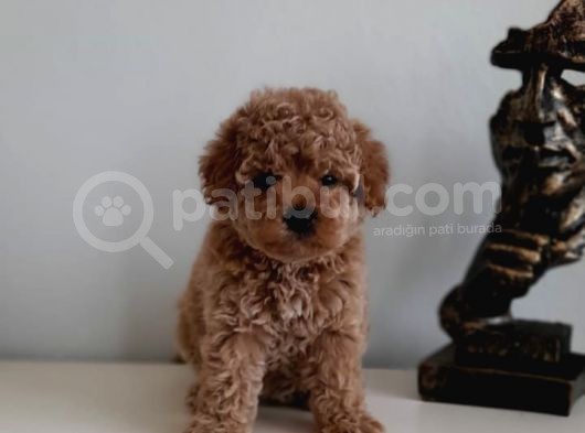 Çok Özel Renkli Dişi Red Toy Poodle Yavrumuz görsel