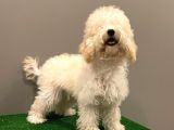 7 Aylık Dişi Apricot Poodle Yavrumuz