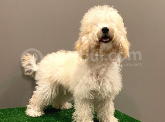 7 Aylık Dişi Apricot Poodle Yavrumuz görsel