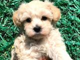 Afacan Maltipoo Dişi Yavrularımız Teslime Hazır