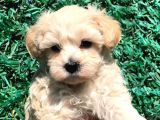 Afacan Maltipoo Dişi Yavrularımız Teslime Hazır