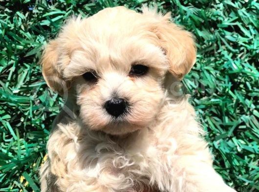 Afacan Maltipoo Dişi Yavrularımız Teslime Hazır görsel