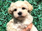 Afacan Maltipoo Dişi Yavrularımız Teslime Hazır