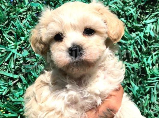 Afacan Maltipoo Dişi Yavrularımız Teslime Hazır görsel