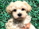 Afacan Maltipoo Dişi Yavrularımız Teslime Hazır