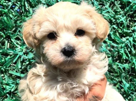 Afacan Maltipoo Dişi Yavrularımız Teslime Hazır görsel