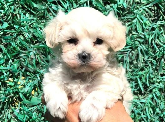 Afacan Maltipoo Dişi Yavrularımız Teslime Hazır görsel