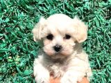 Afacan Maltipoo Dişi Yavrularımız Teslime Hazır