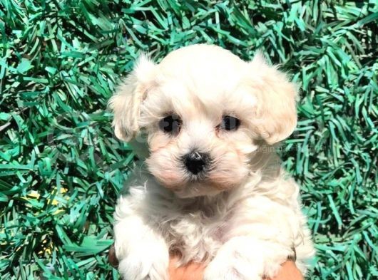 Afacan Maltipoo Dişi Yavrularımız Teslime Hazır