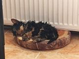 3 Aylik Çok Mutlu Yorkshire Yavrular (Erkek)