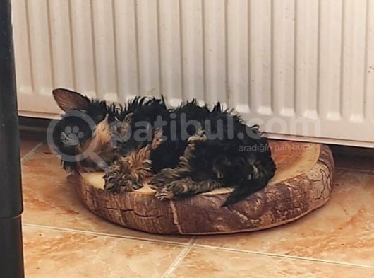 3 Aylik Çok Mutlu Yorkshire Yavrular (Erkek) görsel