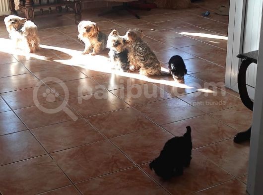 3 Aylik Çok Mutlu Yorkshire Yavrular (Erkek) görsel