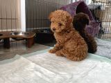 Red Brown Dişi Ve Erkek Toy Poodle Tuvalet Eğitimli
