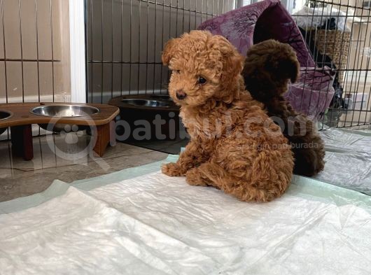 Red Brown Dişi Ve Erkek Toy Poodle Tuvalet Eğitimli görsel