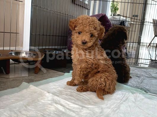 Red Brown Dişi Ve Erkek Toy Poodle Tuvalet Eğitimli görsel