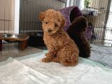 Red Brown Dişi Ve Erkek Toy Poodle Tuvalet Eğitimli
