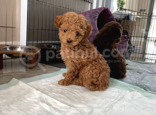 Red Brown Dişi Ve Erkek Toy Poodle Tuvalet Eğitimli görsel