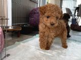 Red Brown Dişi Ve Erkek Toy Poodle Tuvalet Eğitimli