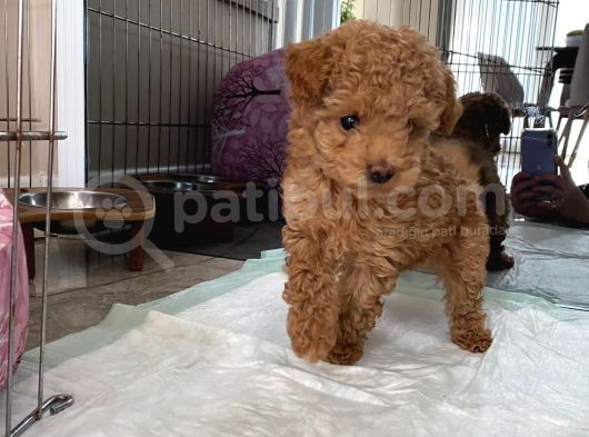 Red Brown Dişi Ve Erkek Toy Poodle Tuvalet Eğitimli görsel