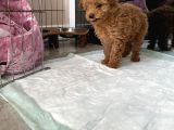 Red Brown Dişi Ve Erkek Toy Poodle Tuvalet Eğitimli