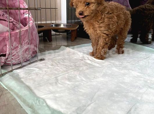 Red Brown Dişi Ve Erkek Toy Poodle Tuvalet Eğitimli görsel