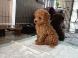 Red Brown Dişi Ve Erkek Toy Poodle Tuvalet Eğitimli